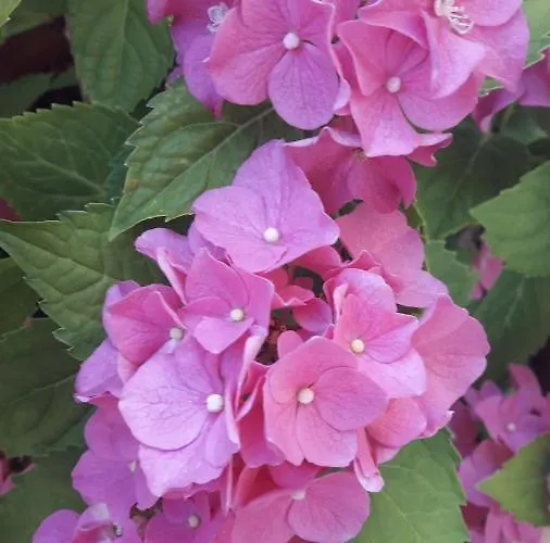 App Karmen With Privat Parking * Porec